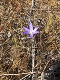 Dwarf Brodiaea thumbnail 4