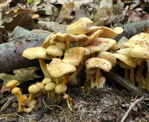 Gymnopus subsulphureus