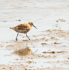 Curlew Sandpiper thumbnail 3
