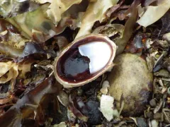 Onyx Slippersnail thumbnail 4