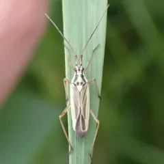 Meadow Plant Bug thumbnail 4