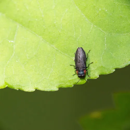 Anthaxia viridicornis