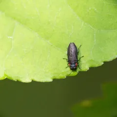 Anthaxia viridicornis thumbnail 1