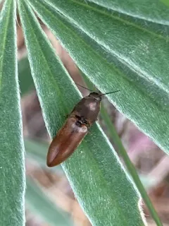 Strange Click Beetle thumbnail 4