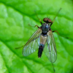 Rhagio dimidiatus thumbnail 3