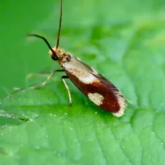 Epimartyria bimaculella thumbnail 2