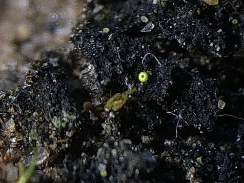 Thelocarpon superellum