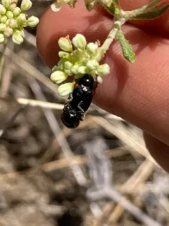Red-shouldered Leaf Beetle thumbnail 2