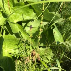 marsh horsetail thumbnail 2