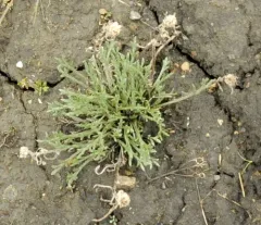 Richardson's Sagewort thumbnail 2