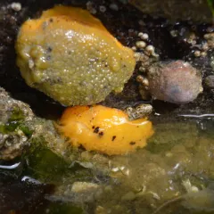 Monterey Dorid thumbnail 4