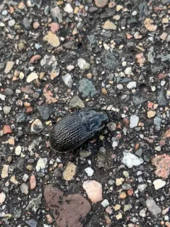 Dicaelus sculptilis thumbnail 2