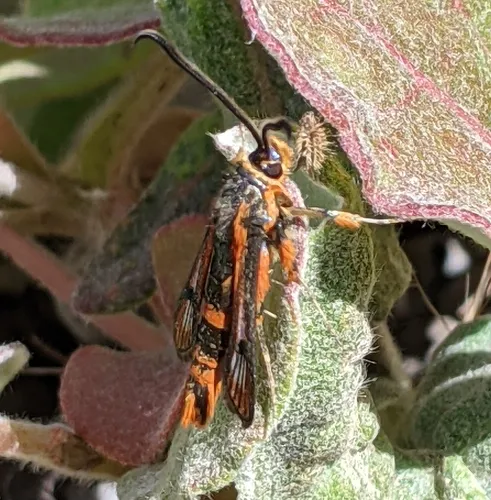 Buckwheat Root Borer Moth