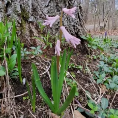 Hyacinth thumbnail 2