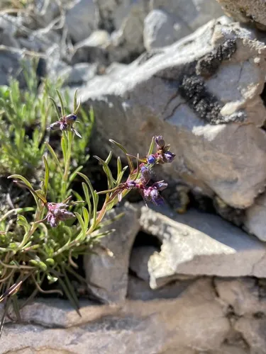 Stiffleaf Penstemon