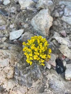 Physaria pycnantha thumbnail 2