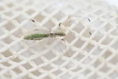 Hoplinus echinatus thumbnail 3