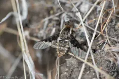 Hemipenthes edwardsii thumbnail 2