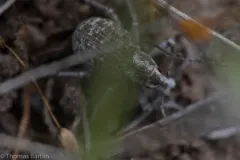 Ophryastes cinerascens thumbnail 2
