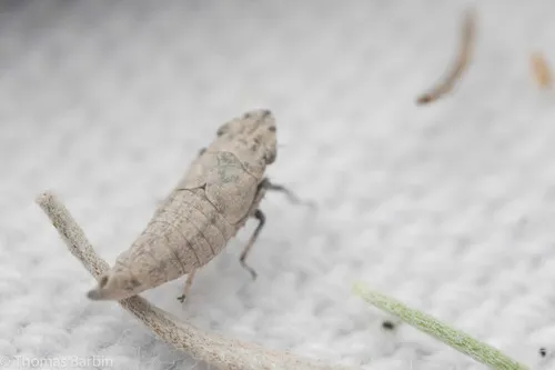 Carsonus aridus