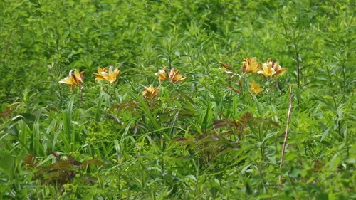 Dumortier's Daylily