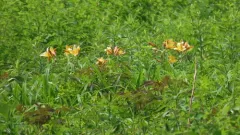 Dumortier's Daylily thumbnail 1