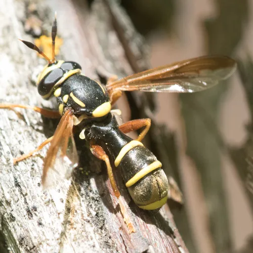 Duran's Wasp Fly