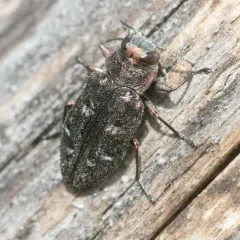 Pacific Flat-Headed Borer thumbnail 4