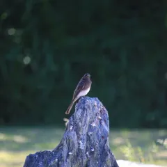 Black Phoebe thumbnail 3