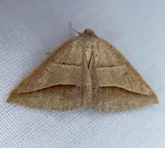 Common Petrophora Moth thumbnail 3