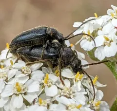Brachysomida californica thumbnail 2