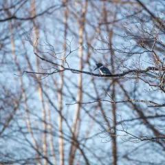 Belted Kingfisher thumbnail 2
