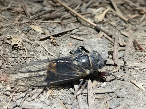 Massospora levispora