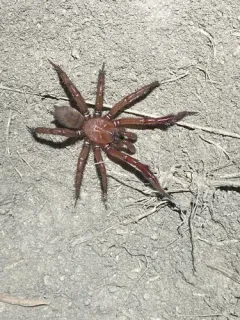 Antrodiaetus hageni thumbnail 2