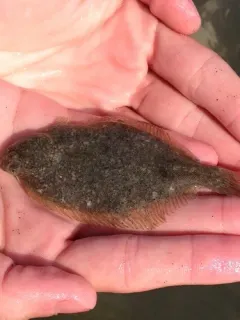 Smooth Flounder thumbnail 2