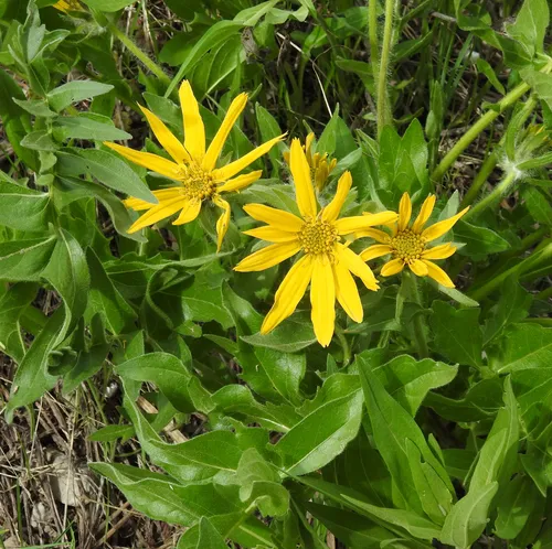cutleaf balsamroot