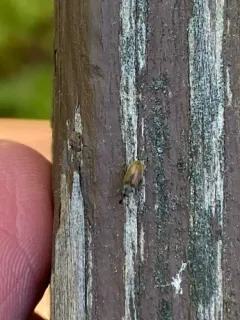 Cimberis pilosa thumbnail 3