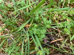 Slender parsley-piert thumbnail 2