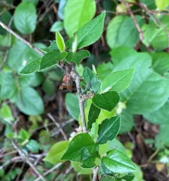 Himalayan cotoneaster thumbnail 2