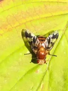 Oestrophasia calva thumbnail 2