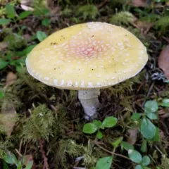 Sunshine Amanita thumbnail 4