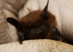 Evening Bat thumbnail 4