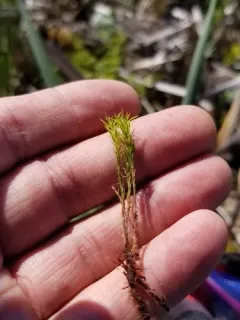 Long-stalked Haircap Moss thumbnail 3