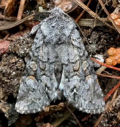 Snaky Arches Moth