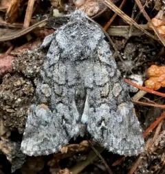 Snaky Arches Moth thumbnail 1
