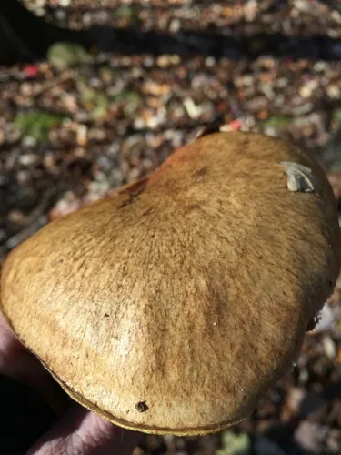 Suillus subaureus