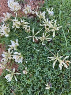 Barneby's Clover thumbnail 2