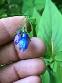 Broadleaf Bluebells thumbnail 2