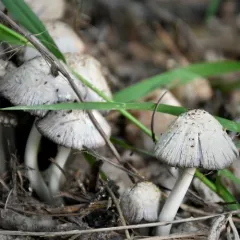 Common Ink Cap thumbnail 4