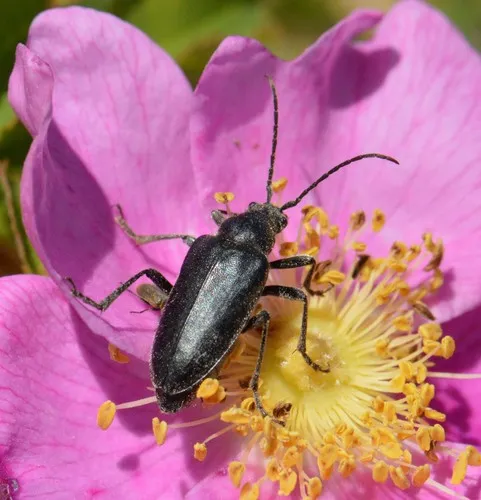 Brachysomida californica